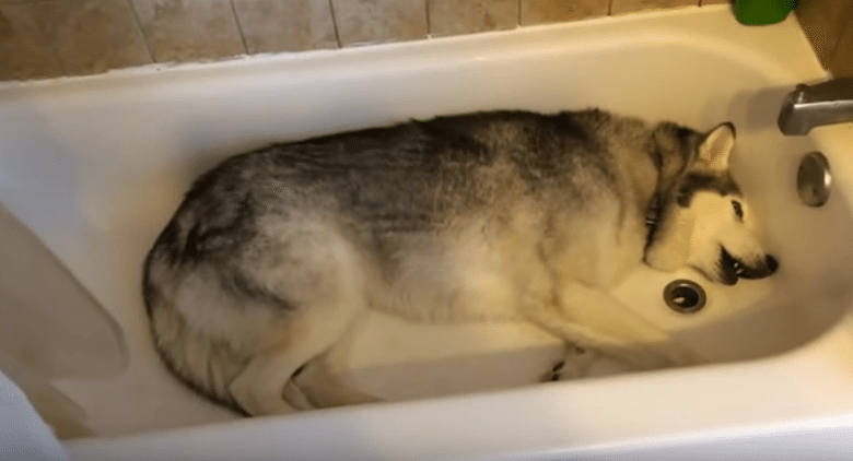 Husky Refuses to Get Out of Bath Tub, Throws Hilarious Temper Tantrum