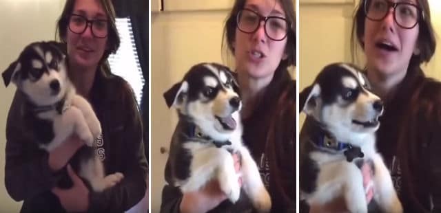 A woman is holding a husky puppy, adorable and ready to howl.