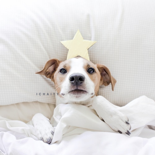 Dogs Across Instagram 'Shined Bright' With Stars to Raise Money to Fight Animal Cruelty