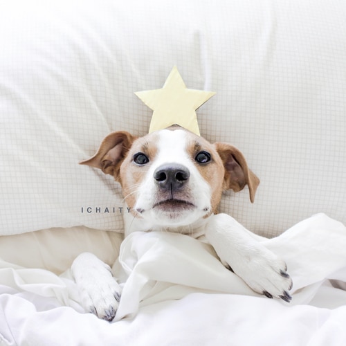 A dog wearing a star hat peacefully resting in bed.