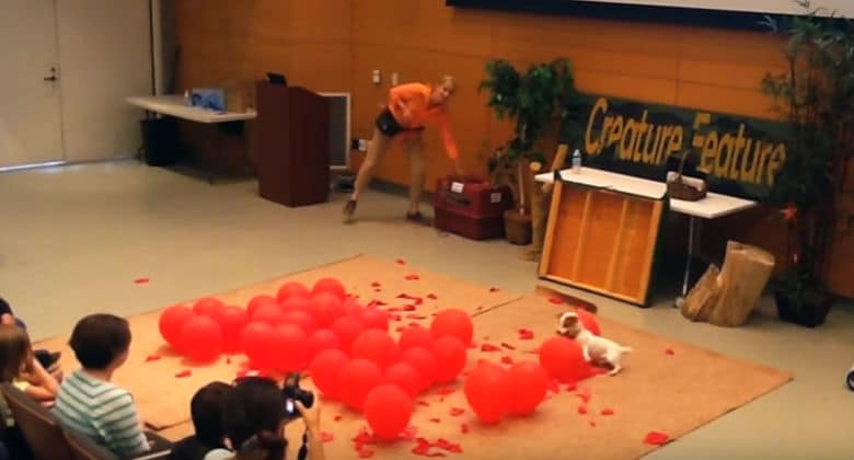 A Guinness World Record attempt featuring a playful dog and its interactions with red balloons.