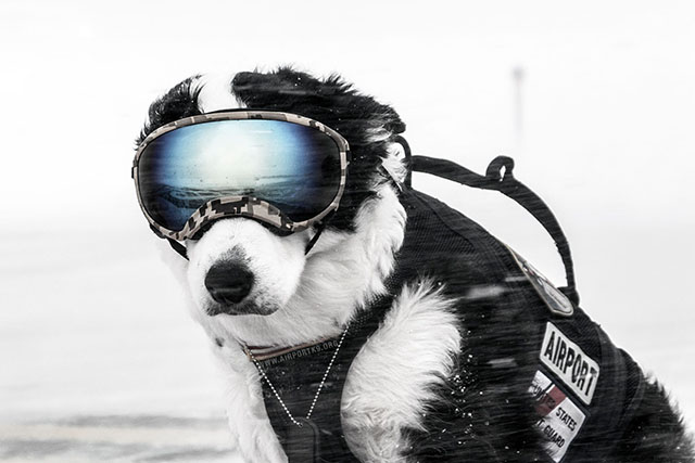 Internet Goes Wild for Dog Who Helps Keep Michigan Airport Safe