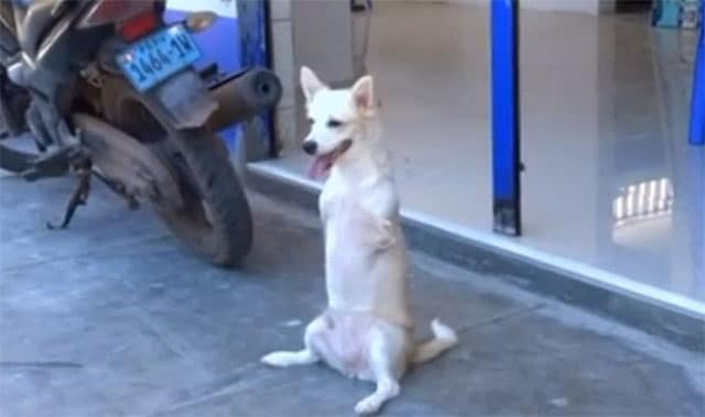 'Kangaroo Dog' Is an Ambassador to Pups Born With Defects