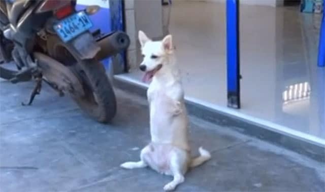 A kangaroo dog standing on the sidewalk next to a motorcycle.