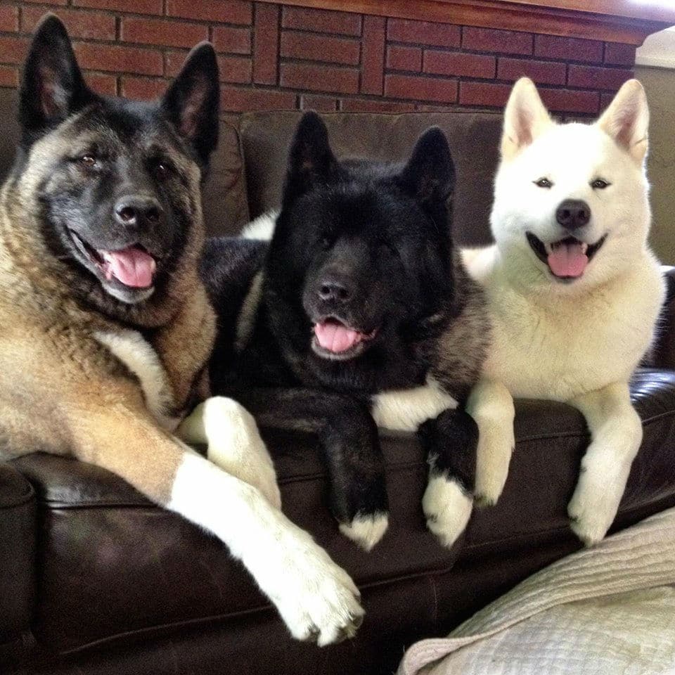 Three dogs, including an Akita, sitting on a couch with their tongues out.