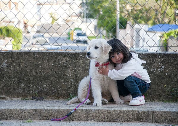 kids and dogs