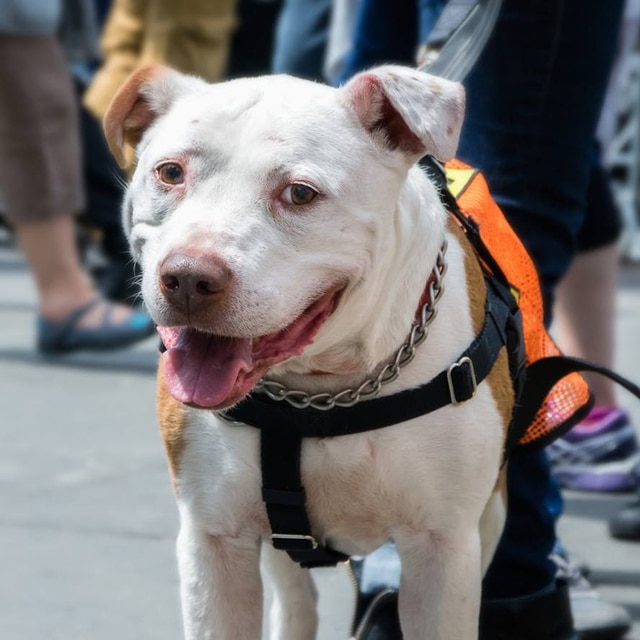 A courageous white dog wearing an orange harness on a sidewalk, having taken a bullet for their beloved human.