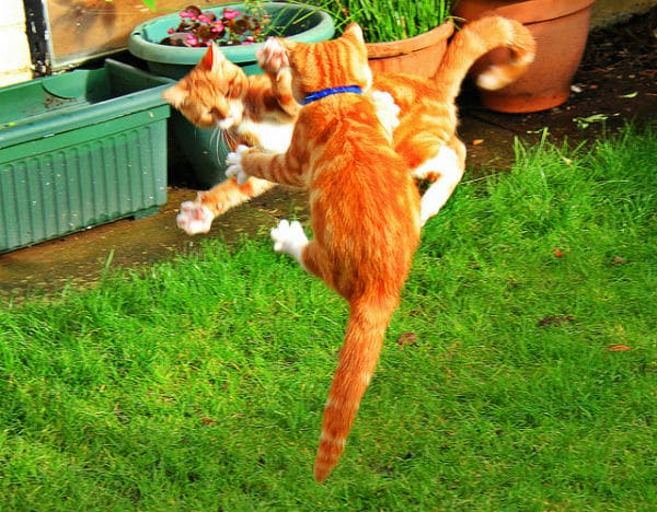 Two kittens playing with a frisbee in the grass.