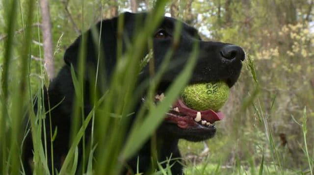 Meet the Only Bee-Saving Dog in the U.S.