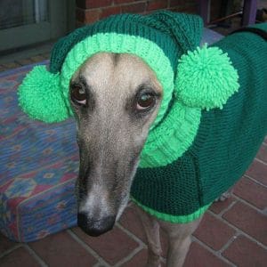 A Greyhound wearing a green sweater and pom poms.