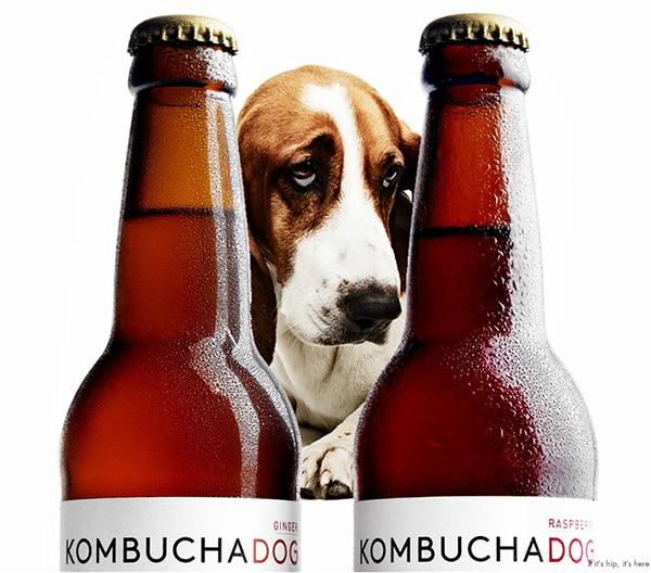 The Kombucha Tea Company That Gives Back to the Dogs