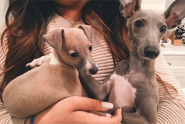 Two small greyhound puppies in Kylie Jenner's arms.