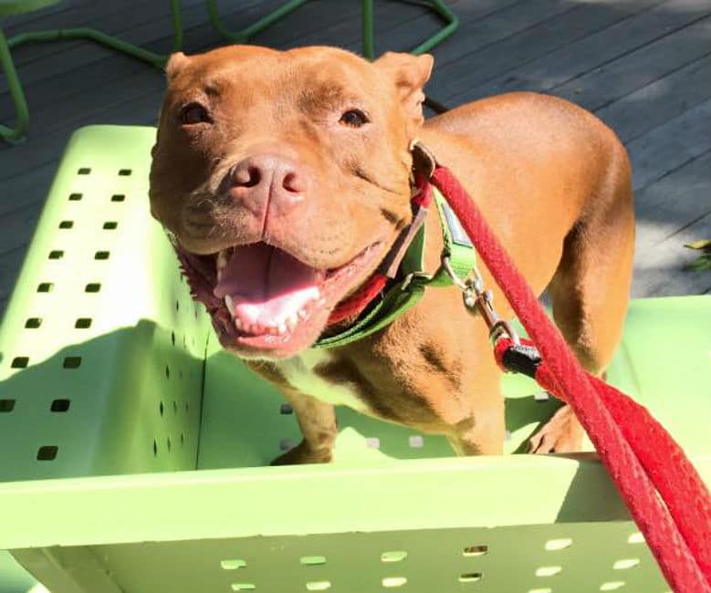 Person, an adoptable pit bull terrier & chihuahua mix in Houston, Texas, looking for a forever home at the Mega Adoption Event.