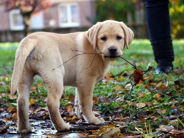 labrador retriever puppy|