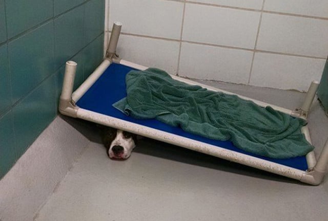 A shelter dog is hiding under a bed in a bathroom.