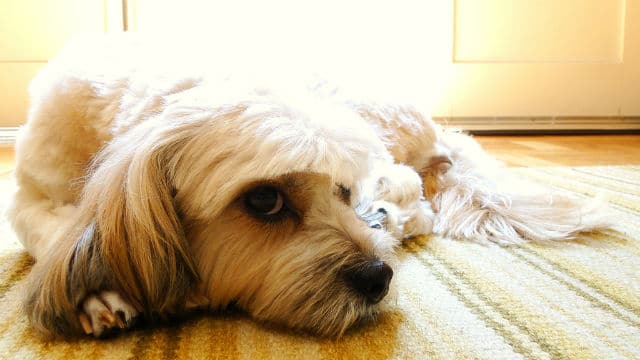 A lazy white dog lounging on a yellow rug.