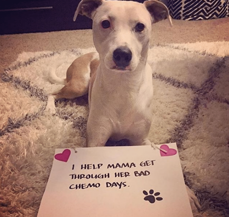 People Take to Instagram to Share Heartfelt Posts About How Their Dog Has Helped Them
