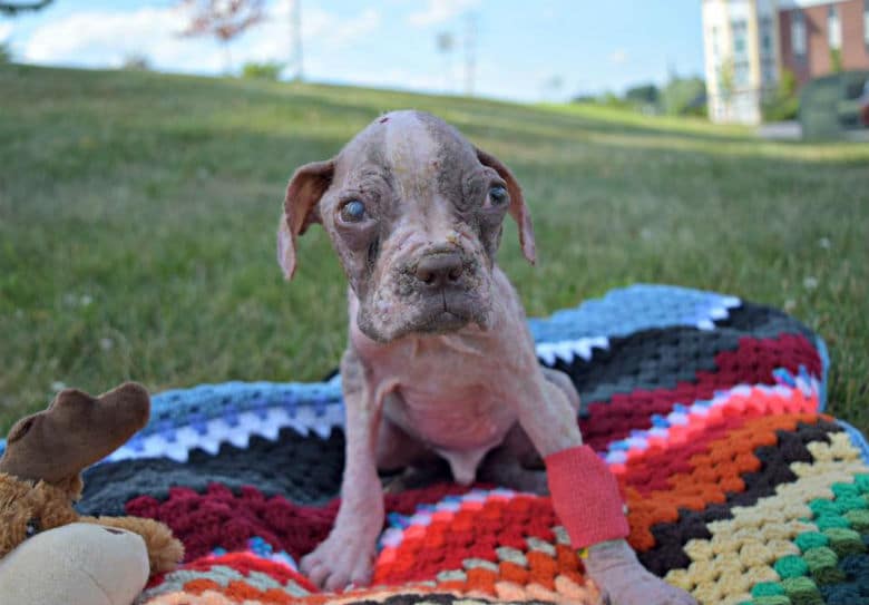 After SPCA Director Refuses to Press Charges Against Breeder Who Reportedly Left Dog for Dead, Protesters Call for Her Resignation