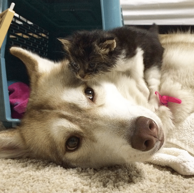 Lilo, a husky dog, tenderly cuddling with a kitten named Rosie.