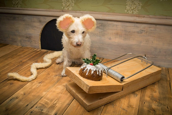 A dog named Peter with a mouse trap in front of a Christmas tree.