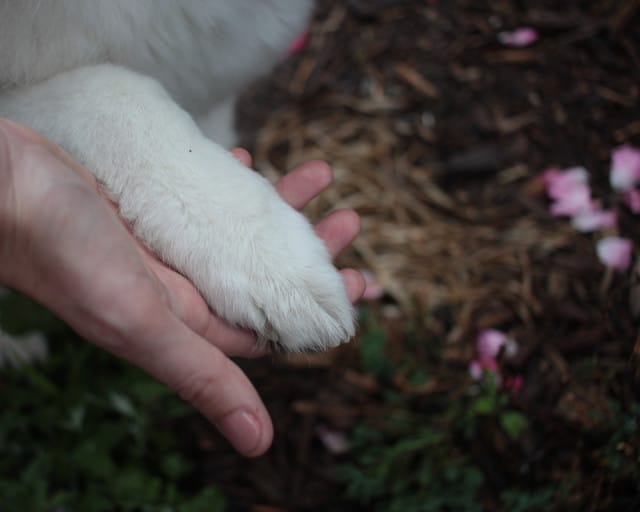 A person's hand holding a white dog's paw.