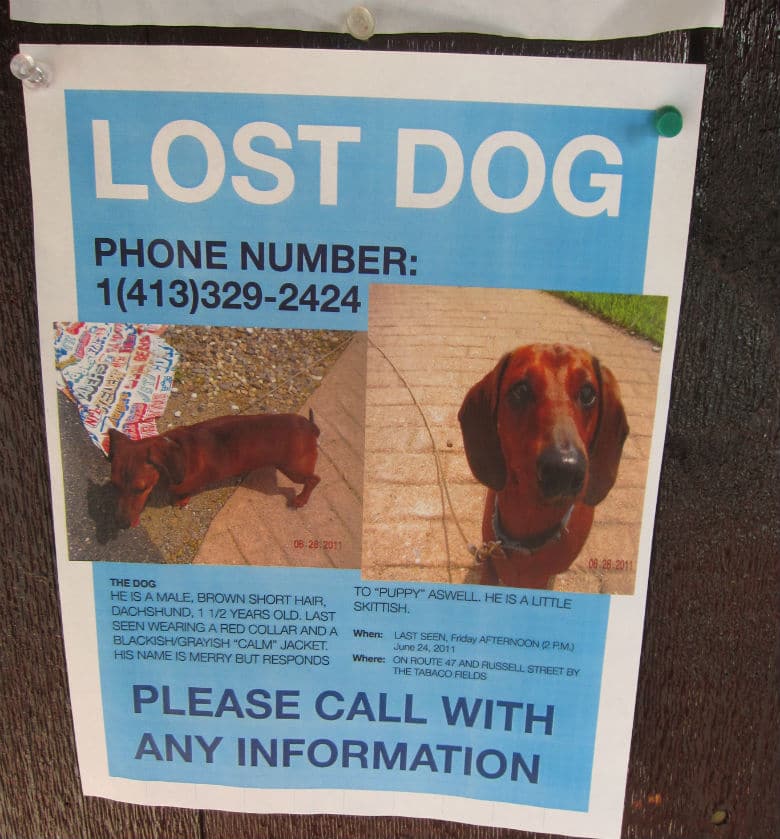 Preparing to prevent a lost dog with a picture of a dachshund.