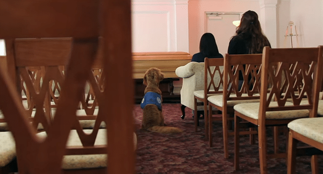 A woman sits in a pew accompanied by a therapy dog.