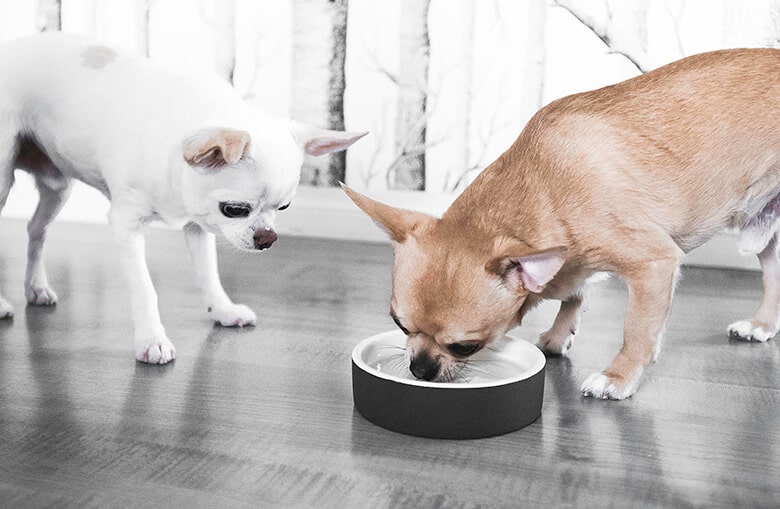 Behind the Creator: Meet the Company Revolutionizing How Dogs Eat and Drink