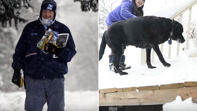 Two pictures of a senior dog in the snow.