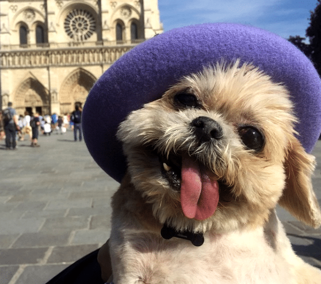 10 Reasons Why Senior Dogs Are So Unbelievably Awesome