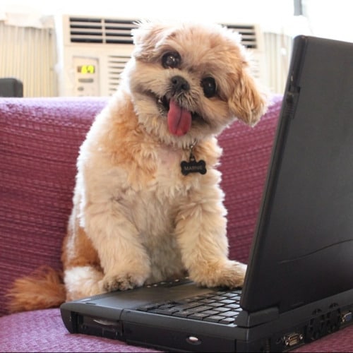 Vine is hiring an office dog who can sit on a couch with a laptop.