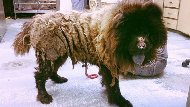 A dog with long hair standing in a room.