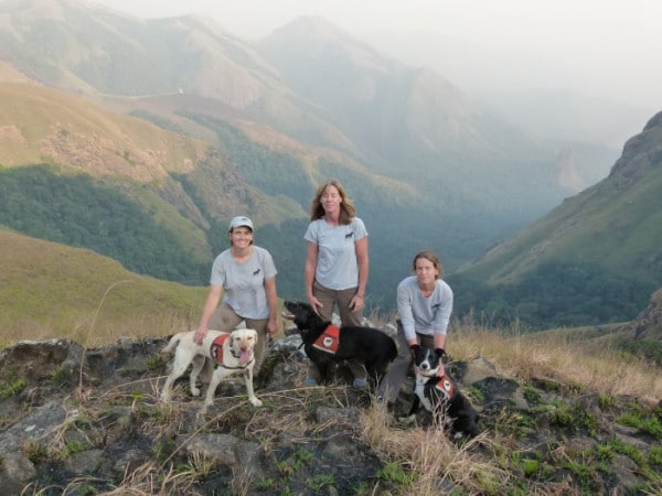 Four people standing on top of a mountain with their dogs.