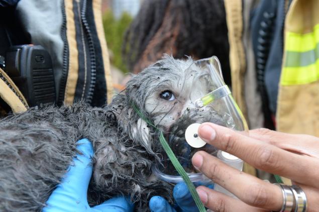 In a heroic rescue, a firefighter saves a dog from a burning house and provides emergency care by administering a respirator.