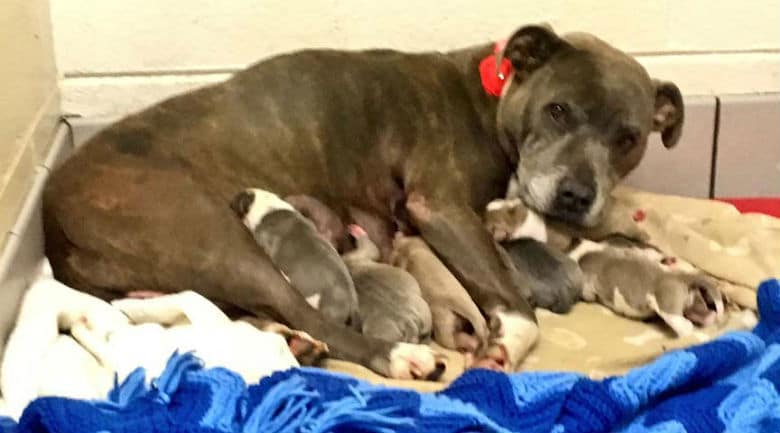 Pit Bull Discarded in Dumpster Hours Before Giving Birth