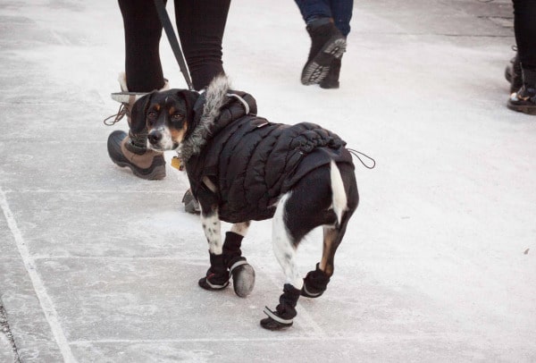 A dog wearing a coat on a sidewalk.