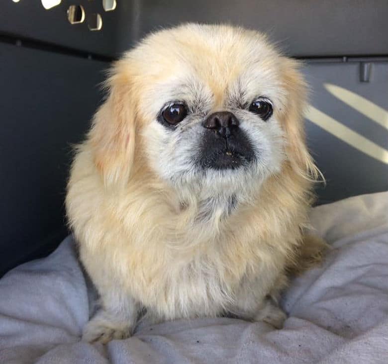 A small dog sitting on a bed in a kennel waits eagerly for their family to be reunited.