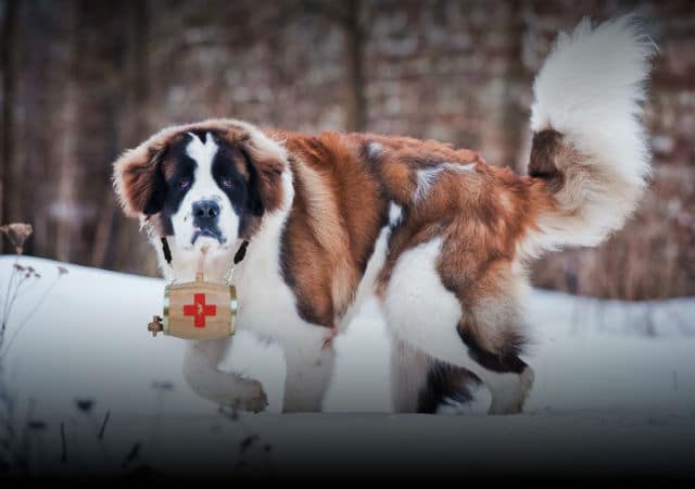 A St. Bernard dog walking in the snow with a Mophie bag.