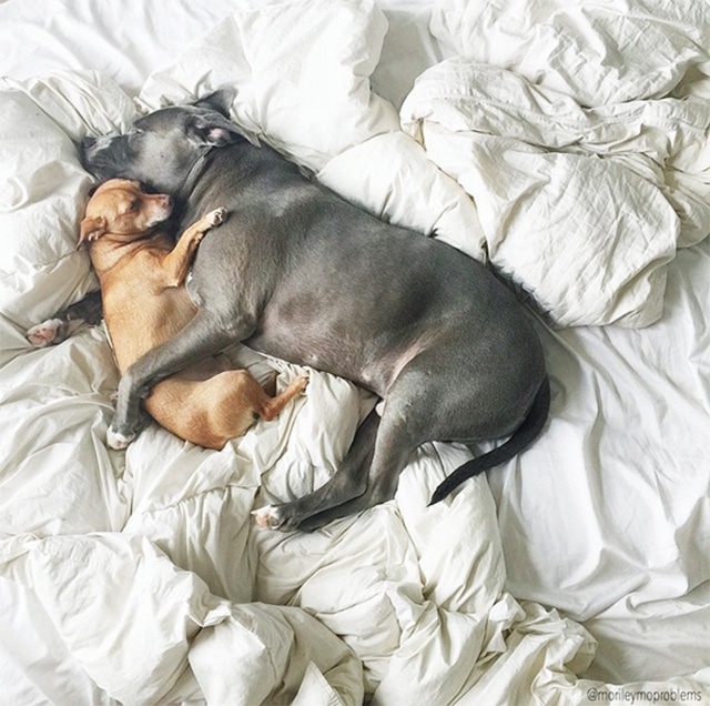 A pit bull and a puppy laying on a bed.