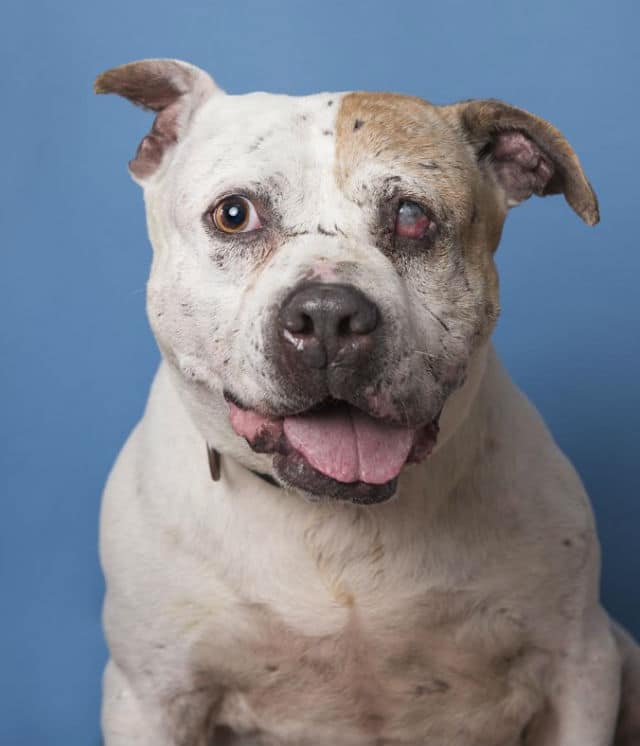 Murdock, a white and brown dog, is sitting in front of a blue background.