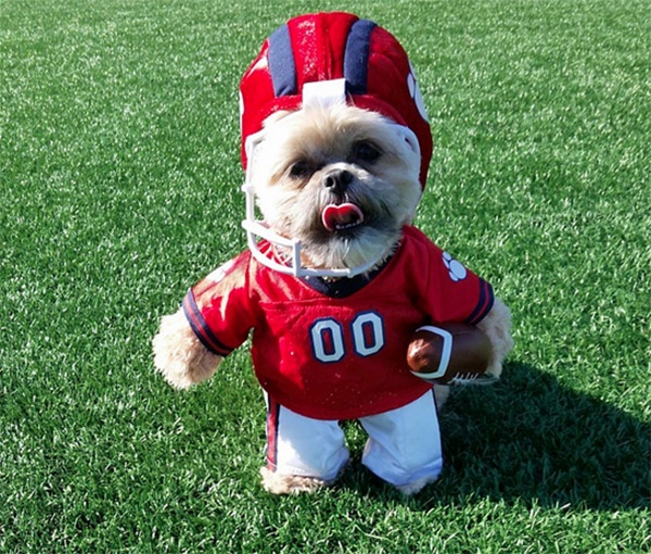 Munchkin the Shih Tzu Gets Pumped Up for Super Bowl