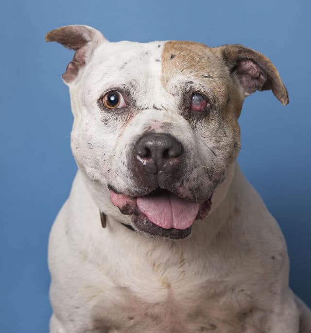 A white and brown dog named Sophie is sitting on a blue background.