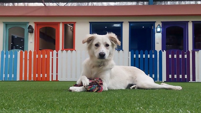 A white dog lounging on the grass in front of a colorful fence, his second home.