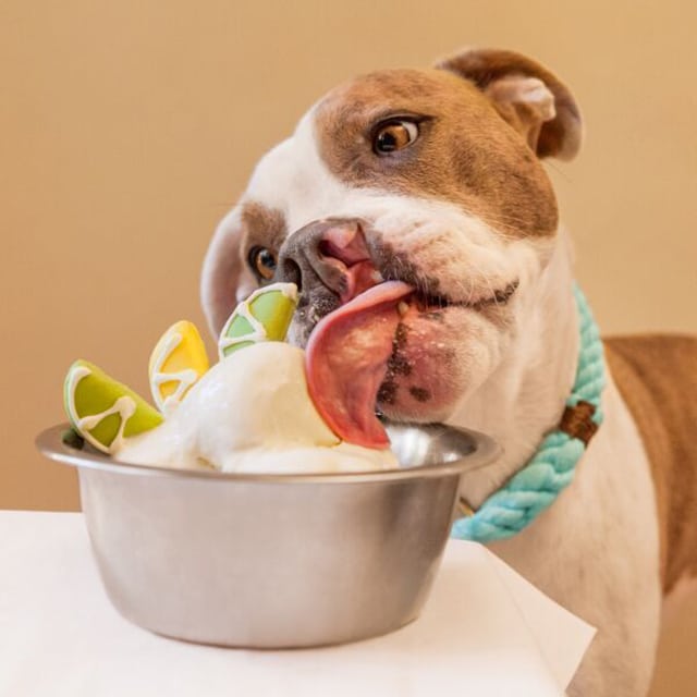 dog eating ice cream