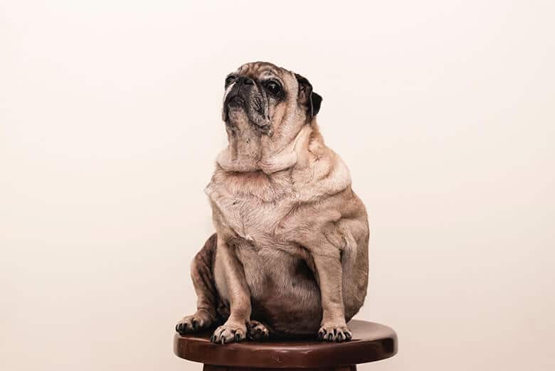 The Ultimate Weight Loss Guide for Your Dog