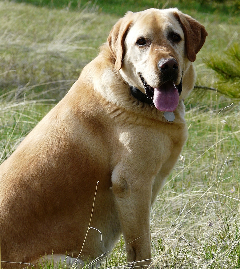 A Labrador Retriever sitting in a field with a frisbee.