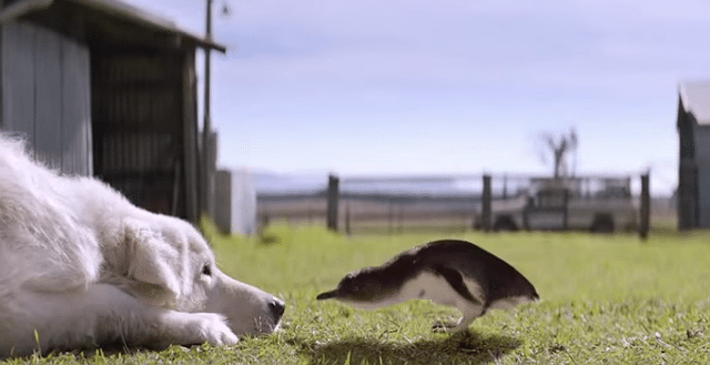 A white dog is playing with a penguin in the grass, showcasing dogs' ability to protect little penguins.