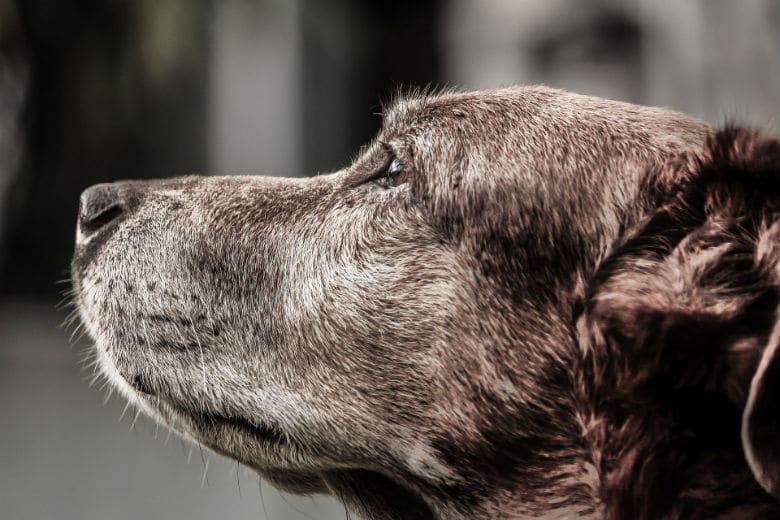 An amazing black and white photo of a senior brown rescue dog looking up with understanding eyes.