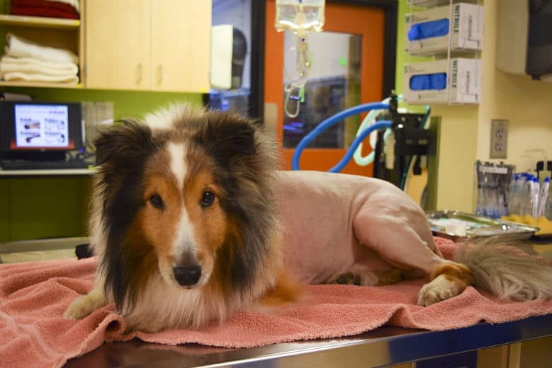 Intern Discovers Dog’s Mysterious Illness, Saves Him From Being Euthanized