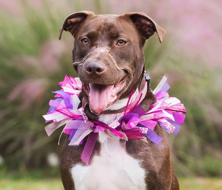 One Year Later: Abused Pit Bull Caitlyn Found With Electrical Tape Around Her Muzzle Is Thriving